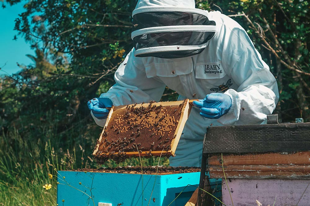 Beekeeper collecting honey.